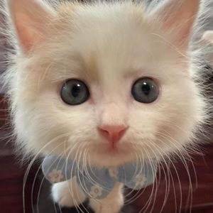 Meet your Posher, Forrest